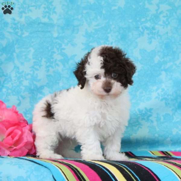 Checkers, Toy Poodle Puppy